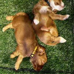 "Rubble and Chase 3 weeks. Sweet dreams. " Australian Labradoodle Puppies from Blue Line Doodles of Arizona