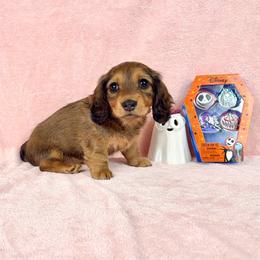 Sammy Salami - Sable female Dachshund puppy in Phelan, California from Desert Sunset Dachshunds