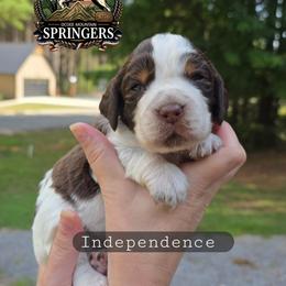 Independence - Tri-Roan male English Springer Spaniel puppy in Ocoee, Tennessee from Ocoee Mountain Springers