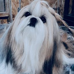Ricky - Shih Tzu