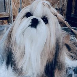 Ricky - Shih Tzu