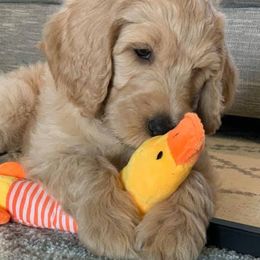 Goldendoodle and Poodle Puppies from Prime Doodles