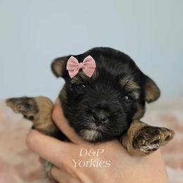 Raya - Black and tan female Yorkshire Terrier puppy in Bradley, South Carolina from Diamonds & Pearls Yorkshire Terriers