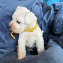 Blossom - White female Miniature Schnauzer puppy in Ferndale, Washington from Blackhorse Schnauzers Washington state