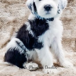 Bearded Retriever, Labradoodle, and Sheepadoodle Puppies from Mule Mountain Doodles