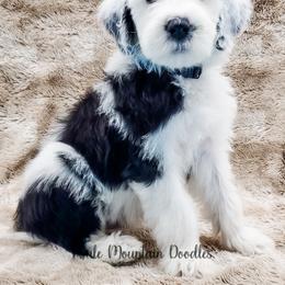 Bearded Retriever, Labradoodle, and Sheepadoodle Puppies from Mule Mountain Doodles