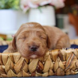 Daisy - Apricot female Goldendoodle puppy in Salado, Texas from Red Ranch Dogs
