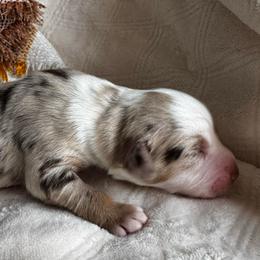 Cedar - Red merle male Australian Shepherd puppy in Ramona, California from Blue Moon Aussies
