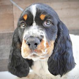 Boy 2 - Black white and tan male English Springer Spaniel puppy in Great Falls, Montana from Big Sky Springers