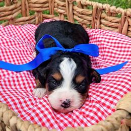 Capri - Tri-color female Bernedoodle puppy in Russell Springs, Kentucky from 270 Doodles