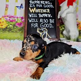 Joker - Dapple male Dachshund puppy in Rio Grande City, Texas from Hounds All Night
