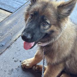 Boy 2 - male German Shepherd puppy in Jonesborough, Tennessee from Bouchard’s Best Shepherds