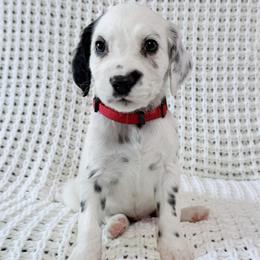 Mickey Mouse - White and black male Dalmatian puppy in Jefferson, Georgia from Spotted Jewels Dalmatians