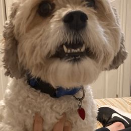 Cavapoo and Poodle All Grown Up from Happy Tails Poods and Doods