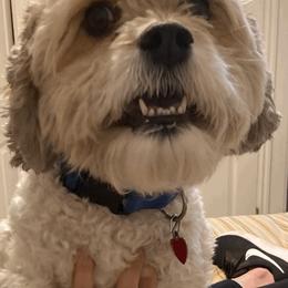 Cavapoo and Poodle All Grown Up from Happy Tails Poods and Doods