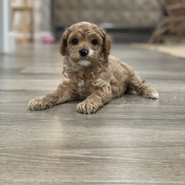 Cavapoo Puppies from SoCal Cavapoos