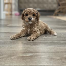 Cavapoo Puppies from SoCal Cavapoos