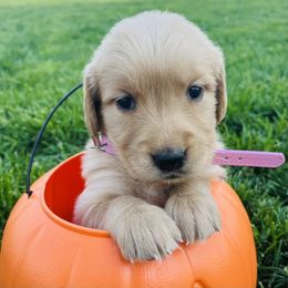 Maple - Golden female Golden Retriever puppy in Blackfoot, Idaho from Ivy’s Goldens
