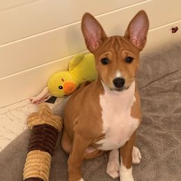 Skye - Red and white Basenji puppy in Moreno Valley, California from Spitfire Basenjis