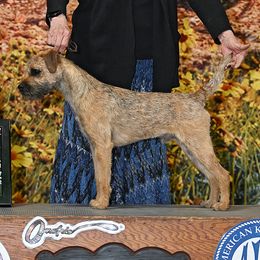 DunD - Border Terrier