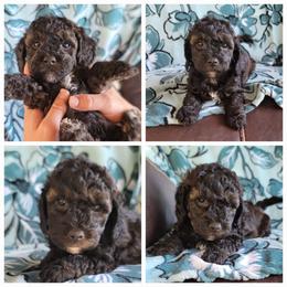 Boy 2 - Sable male Goldendoodle puppy in Plymouth, Utah from Country Sunshine