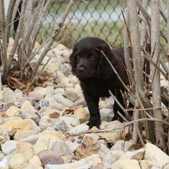 Boykin Spaniel Puppies from Bayhill Boykins
