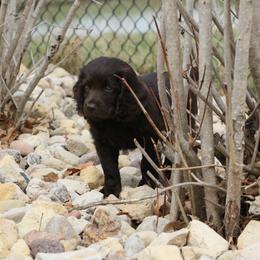 Boykin Spaniel Puppies from Bayhill Boykins