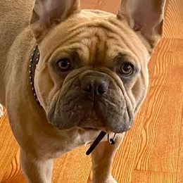 French Bulldogs from Beau's French Bulldogs