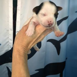 Yorkshire Terrier Puppies from Jackie Jenny’s Precious Yorkies