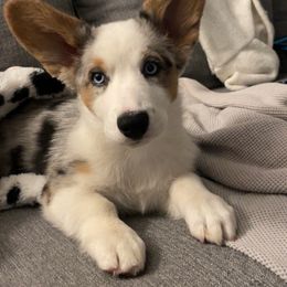 Cardigan Welsh Corgi Puppies from Wasatch