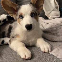 Cardigan Welsh Corgi Puppies from Wasatch