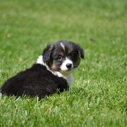 Pembroke Welsh Corgi Puppies from C&G Corgis