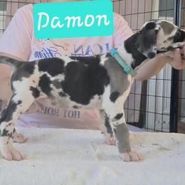 Damon - Harlequin male Great Dane puppy in Longview, Texas from Lazy A Danes