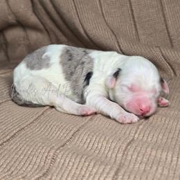 Girl 3 - Blue merle and white female Sheepadoodle puppy in Cleveland, Georgia from Jam's Doodles And Poodles