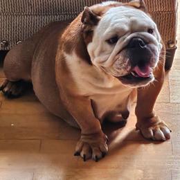 Lola - Bulldog