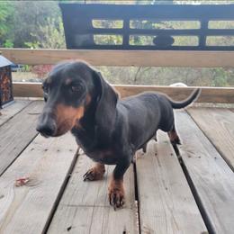 Echo - Dachshund