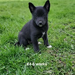 Siberian Husky Puppies from Grayline Siberians