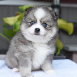 Kiara - Wolf sable female Pomsky puppy in Coos Bay, Oregon from Ocean View Pomskies