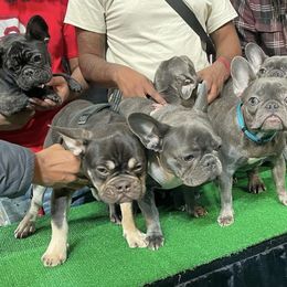 French Bulldogs from Juice.Kennels