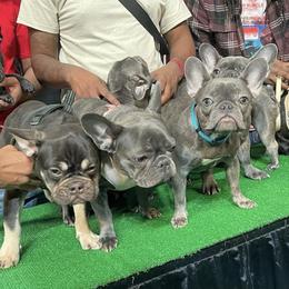 French Bulldogs from Juice.Kennels