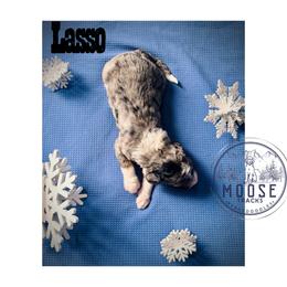 Lasso - Merle female Bernedoodle puppy in Belleville, Michigan from Moose Tracks Bernedoodles
