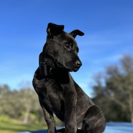 Dutch Shepherd Puppies from Westberg Working Dogs