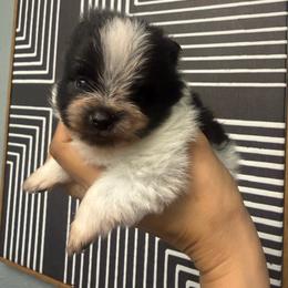 Boy 1 - Black parti male Pomeranian puppy in Loma Linda, California from Goulden_Pups