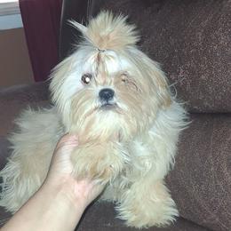 River - Cream and white male Shih Tzu puppy in Birmingham, Alabama from K&D kennels