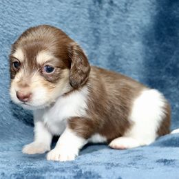 Guernsey (Purple Band) - Piebald female Dachshund puppy in Raleigh, North Carolina from McLovin Doxies