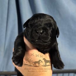 Lime - Black male Labrador Retriever puppy in Beaverdam, Virginia from Riverside Sunset Labrador Retrievers