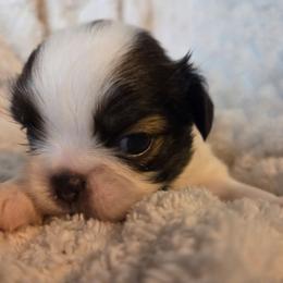 Jimbo - Black and white male Japanese Chin puppy in Mint Hill, North Carolina from Chincredible Puppies