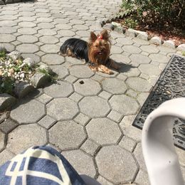 Yorkshire Terrier Puppies from Chestnut Yorkies