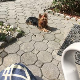Yorkshire Terrier Puppies from Chestnut Yorkies