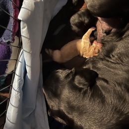 Labrador Retriever and Pembroke Welsh Corgi Puppies from Burress Family Farm and Kennels